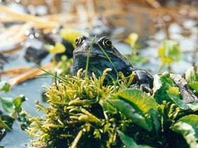 Grasfrosch