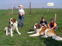 Saint Bernards