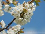 Kirschblüten