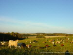 Kuhherde