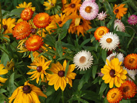 Bauerngarten